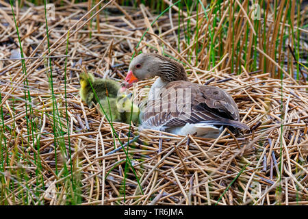 Graugans (Anser anser), im Nest mit gerade geschlüpften Küken, Deutschland, Bayern, Riemer Siehe Stockfoto