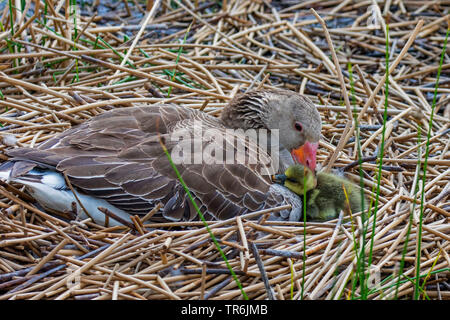 Graugans (Anser anser), im Nest mit gerade geschlüpften Küken, Deutschland, Bayern, Riemer Siehe Stockfoto