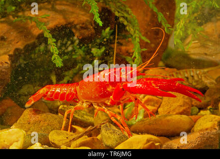 Louisiana red Krebse, roten Sumpf Krebse, Louisiana Swamp Krebse, roten Krebse (Procambarus Clarkii), Männlich, Deutschland Stockfoto