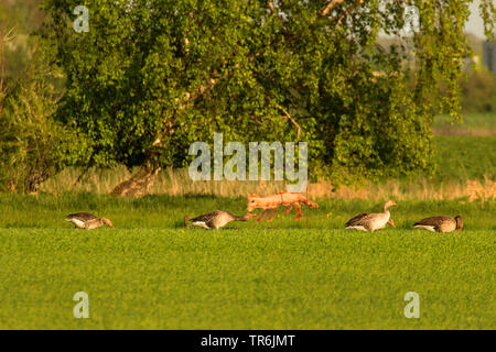 Graugans (Anser anser), Einzug von Erntegut vor einem Fuchs Dummy, Deutschland, Bayern Stockfoto