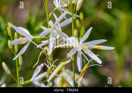 St. Bernard Lilys (Anthericum liliago), Blume, Deutschland, Bayern, Riemer Siehe Stockfoto