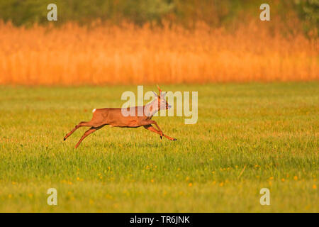 Reh (Capreolus capreolus), Buck, die auf einer Wiese, Deutschland, Bayern Stockfoto