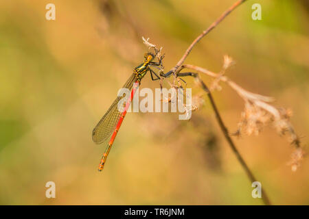 Große rote damselfly (Pyrrhosoma nymphula), auf einer Anlage, Deutschland, Bayern, Erdinger Moos Stockfoto