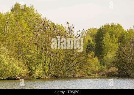 Kormoran (Phalacrocorax carbo), Kolonie am See, Deutschland, Bayern, Brombachspeichersee Stockfoto