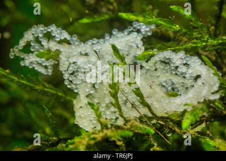 Barsch, Zander, redfin Barsch (Perca fluviatilis), Strings bei einer MOSS-spawn, Deutschland Stockfoto