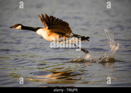 Kanadagans (Branta canadensis), ab Wasser, Deutschland, Bayern Stockfoto