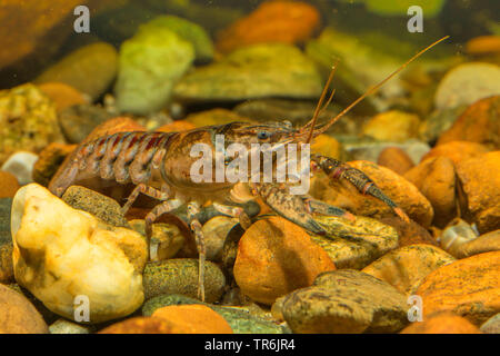 Spinycheek Krebse, amerikanischer Flusskrebs, amerikanische Flusskrebse