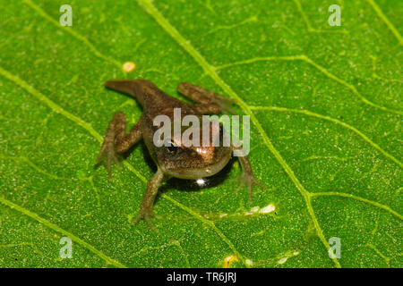 Grasfrosch, grasfrosch (Rana temporaria), jungen Frosch auf ein Blatt, Deutschland Stockfoto