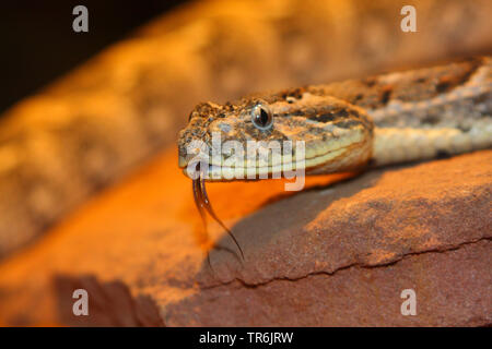 Puff adder (Bitis arietans, Bitis lachesis), flippen, Afrika Stockfoto