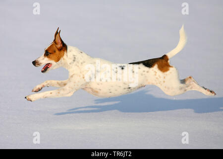 Jack Russell Terrier (Canis lupus f. familiaris), im Schnee läuft, Deutschland Stockfoto