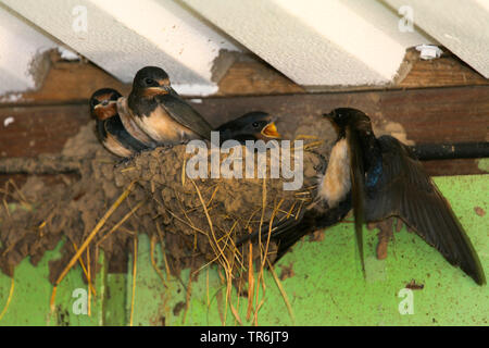 Rauchschwalbe (Hirundo rustica), betteln, Jugendliche in der gepflegten, Deutschland Stockfoto