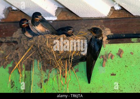 Rauchschwalbe (Hirundo rustica), betteln, Jugendliche in der gepflegten, Deutschland Stockfoto