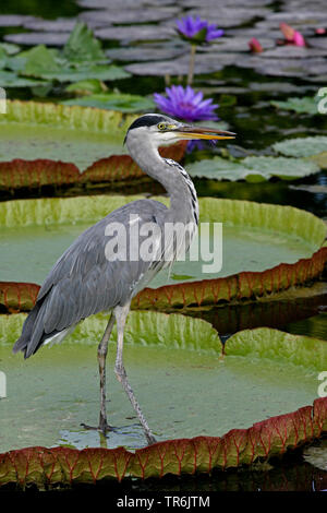 Graureiher (Ardea cinerea), standin auf einem Blatt auf Victoria, Deutschland Stockfoto