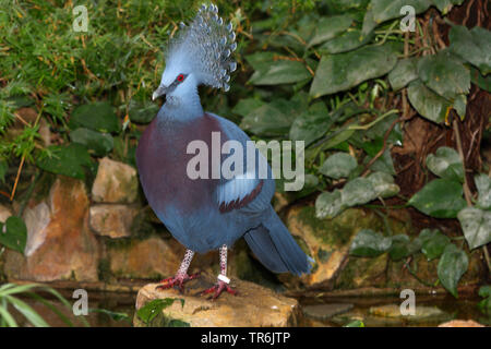 Maroon-breasted gekrönt Taube, Scheepmaker's gekrönt - Taube, südlichen gekrönt - Taube (Goura scheepmakeri), die auf dem Boden sitzend, Neuguinea, Indonesien Stockfoto