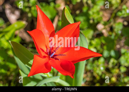 Enge - Blatt Tulpe (Tulipa linifolia), Blume Stockfoto