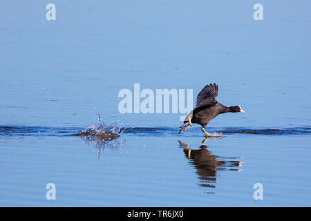 Schwarz Blässhuhn (Fulica atra), Wandern auf der Wasseroberfläche, Deutschland, Bayern, Chiemsee Stockfoto