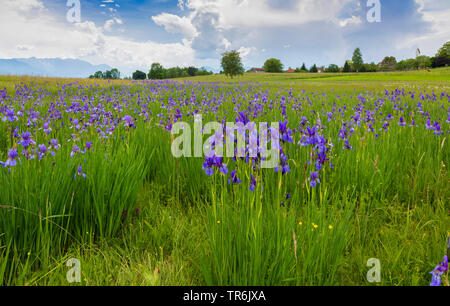 Sibirische Schwertlilie, sibirische Flag (Iris pumila), blühende Bevölkerung mit kleinen Dorf im Hintergrund, Deutschland, Bayern, Staffelseemoore Stockfoto