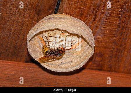 Hornet, brown Hornet, Europäische Hornisse (Vespa crabro), Königin der Fütterung der Jungtiere, Deutschland, Bayern, Isental Stockfoto