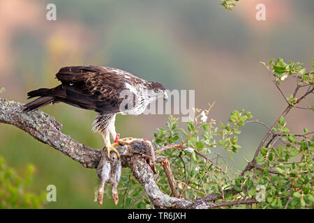 Bonellis Adler (Hieraaetus fasciatus, Aquila fasciata), sitzt an einer Korkeiche mit einem Kaninchen, Spanien, Extremadura Stockfoto