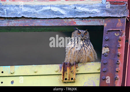 Northern Uhu (Bubo bubo), sitzt in einem alten Boxengassen, Deutschland, Nordrhein-Westfalen, Ruhrgebiet, Herne Stockfoto