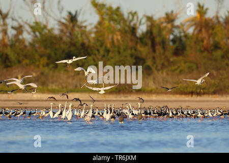 Black-necked Stelzenläufer (Himantopus mexicanus), große Herde zusammen mit Snowy Reiher in einer Lagune, Kuba, Cayo Coco Stockfoto