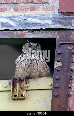 Northern Uhu (Bubo bubo), sitzt in einem alten Boxengassen, Deutschland, Nordrhein-Westfalen, Ruhrgebiet, Herne Stockfoto