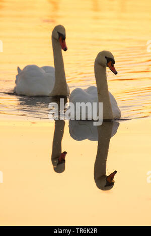 Höckerschwan (Cygnus olor), Paar auf dem Wasser bei Sonnenuntergang, Deutschland Stockfoto