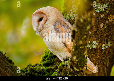 Schleiereule (Tyto alba), sitzt auf einem Baum, Deutschland Stockfoto