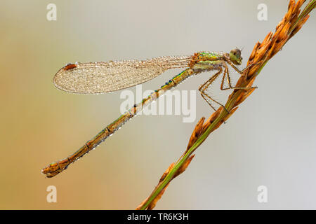 Knappe Emerald damselfly (Lestes dryas), im Gras sitzen, mit Morgentau bedeckt, Deutschland Stockfoto