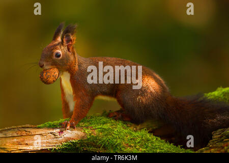 Europäische Eichhörnchen, Eurasischen Eichhörnchen (Sciurus vulgaris), mit Walnuss im Mund, Deutschland Stockfoto