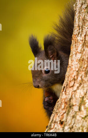 Europäische Eichhörnchen, Eurasischen Eichhörnchen (Sciurus vulgaris), auf einem Baumstamm sitzend, nach unten schaut, Deutschland Stockfoto