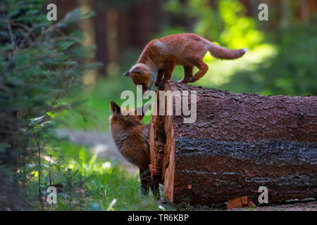 Red Fox (Vulpes vulpes), Zicklein stehend auf einem im Wald anmelden, Tschechien, Hlinsko Stockfoto