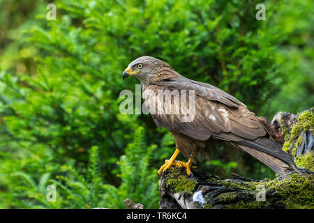 Schwarze Drachen, Yellow-billed Kite (MILVUS MIGRANS), stehend auf einem Moosigen baum Baumstumpf, Schweiz, Sankt Gallen Stockfoto