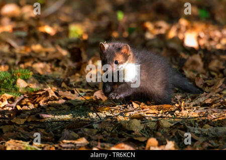 Steinmarder, Steinmarder, Weiße Breasted Marder (Martes foina), juvenile Springen auf den Waldboden, der Tschechischen Republik, Hlinsko Stockfoto