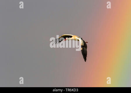 Weißstorch (Ciconia ciconia), vor einem Regenbogen, der Schweiz fliegen, Sankt Gallen Stockfoto