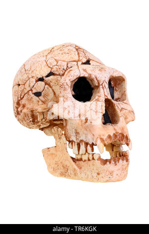 Dmanski Menschen (Homo erectus), Nachbildung der Schädel des Homo erectus Dmanski Stockfoto