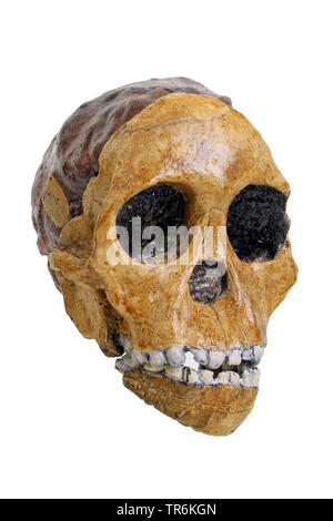 Taung Kind, Taung Baby (Australopithecus africanus), Nachbildung der Schädel von Australopithecus africanus (Taung Baby). Stockfoto