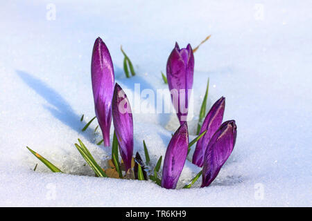 Niederländische Krokus, Frühling Krokusse (Crocus vernus, Crocus neapolitanus), Krokusse im Schnee, Deutschland Stockfoto