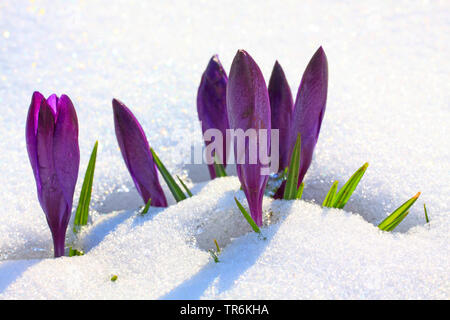 Niederländische Krokus, Frühling Krokusse (Crocus vernus, Crocus neapolitanus), Krokusse im Schnee, Deutschland Stockfoto