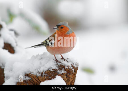 Buchfink (Fringilla coelebs), männlich auf s Baumstumpf im Winter, Deutschland Stockfoto