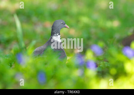 Ringeltaube (Columba palumbus), auf der Suche nach Nahrung auf dem Boden, Deutschland, Nordrhein-Westfalen Stockfoto