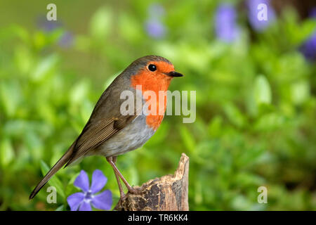 Europäische Robin (Erithacus Rubecula), sitzt auf einem Baum stumpf unter Immergrün, Deutschland, Nordrhein-Westfalen Stockfoto