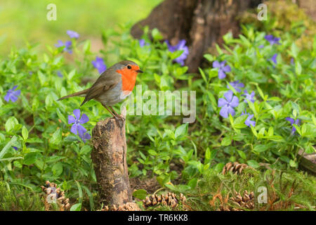 Europäische Robin (Erithacus Rubecula), sitzt auf einem Baum stumpf unter Immergrün, Deutschland, Nordrhein-Westfalen Stockfoto