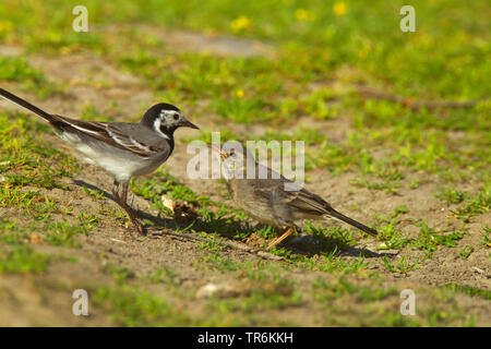 Bachstelze, Bachstelze (Motacilla alba alba), erwachsene Fütterung Jugendlicher, Deutschland, Niedersachsen, Norderney Stockfoto