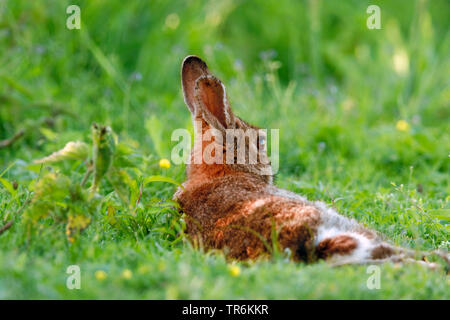 Europäische Kaninchen (Oryctolagus cuniculus), ruht auf einer Wiese, Niedersachsen Norderney Stockfoto
