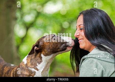 Bull Terrier (Canis lupus f. familiaris), Frau ihren Hund streicheln, Deutschland Stockfoto
