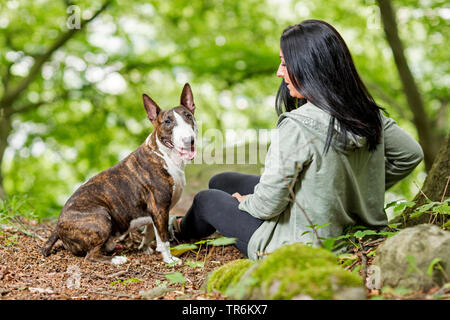 Bull Terrier (Canis lupus f. familiaris), männlicher Hund sitzend mit seiner Herrin auf Waldboden, Deutschland Stockfoto