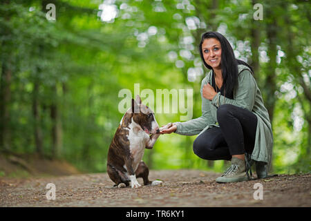 Bull Terrier (Canis lupus f. familiaris), Paw, Deutschland Stockfoto