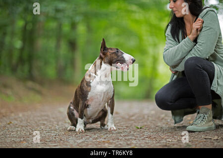 Bull Terrier (Canis lupus f. familiaris), männlicher Hund sitzt auf einem Waldweg und Anbetende seine Geliebte, Deutschland Stockfoto