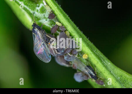 Schwarze Bohne gegen Blattläuse, blackfly (aphis Fabae), Colonie, Deutschland, Bayern, Niederbayern, Oberbayern Stockfoto